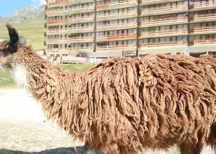 En Pleine Montagne Avec Vue Sur Marmottes *
